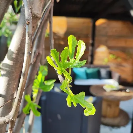 Smokva * بلغراد